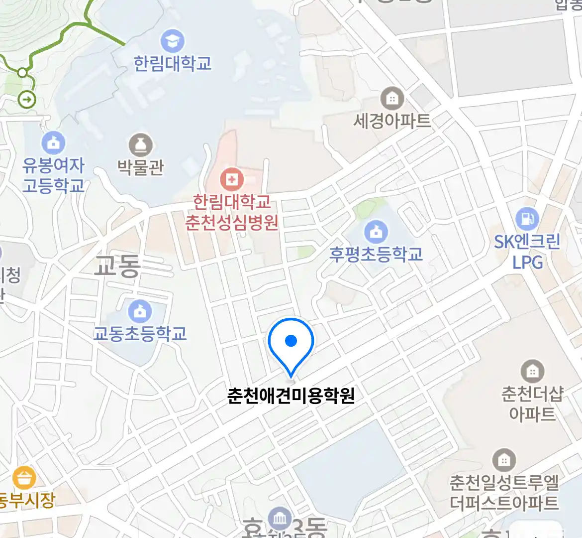 춘천애견미용학원 위치